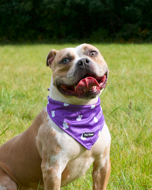 Dog wearing a Christmas bandana with white winter elements sitting on grass
